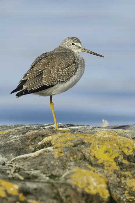 Framed Print : Greater Yellowlegs (Tringa melanoleuca)