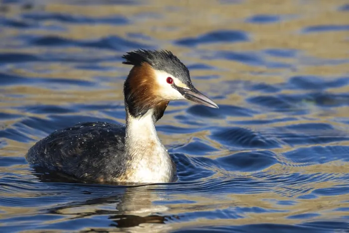 Framed Print : Grebe, Podiceps cristatus