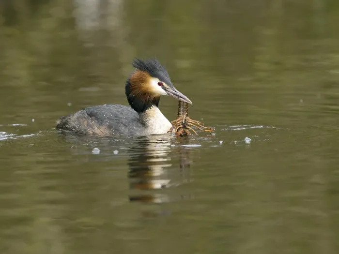 Framed Print : Grebe (Podiceps cristatus) with crayfish (Astacus astacus) in water