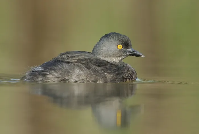 Framed Print : Least Grebe (Tachybaptus dominicus)