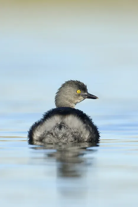 Framed Print : Least Grebe (Tachybaptus dominicus) Framed Print : Least Grebe (Tachybaptus dominicus)