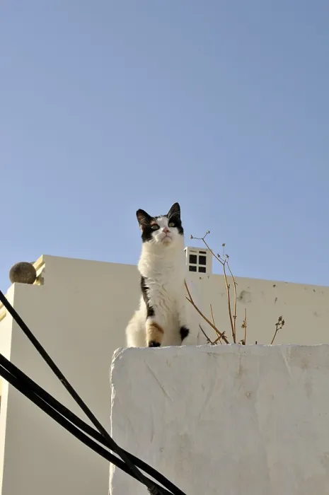Framed Print : Greek cat, felis catus, Greece