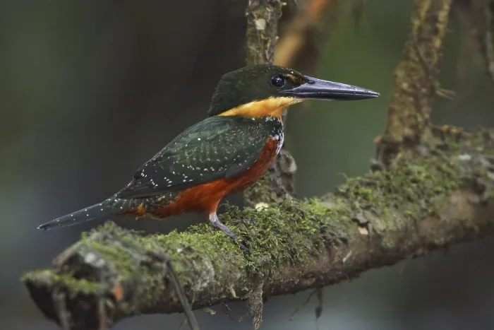 Framed Print : Green-and-rufous Kingfisher (Chloroceryle inda)