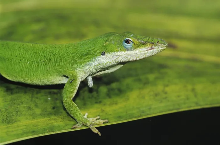 Framed Print : Green Anole (Anolis carolinensis)