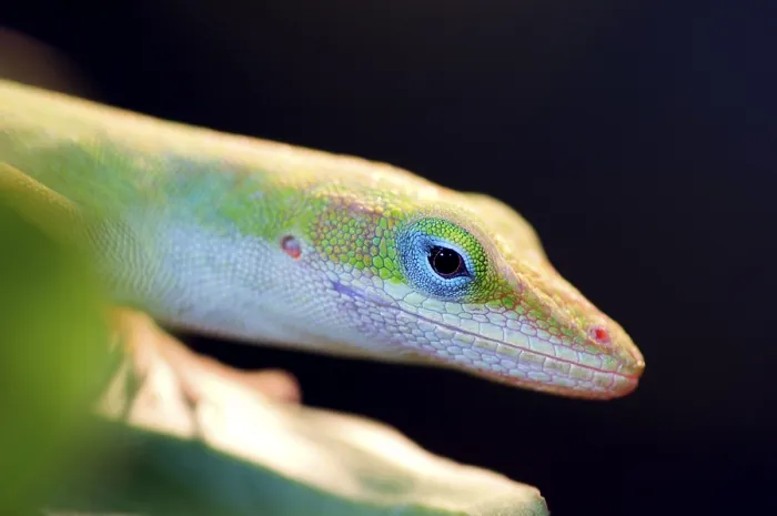 Framed Print : Green Anole (Anolis carolinensis)