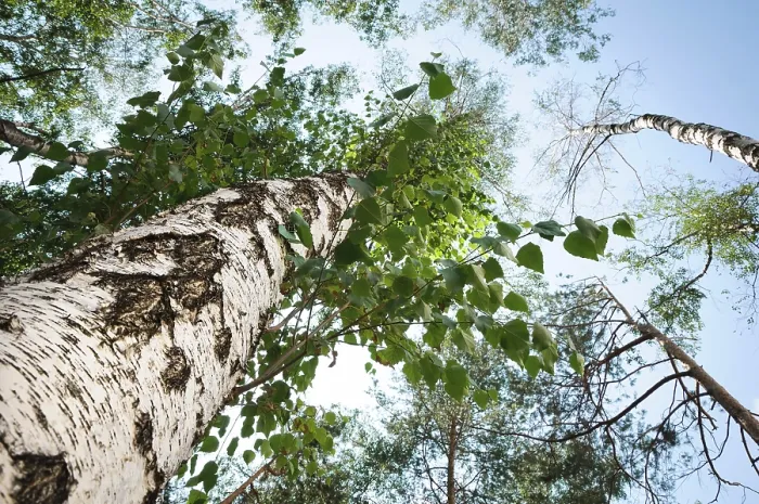 Framed Print : Green birch in a forest on a blue sky background