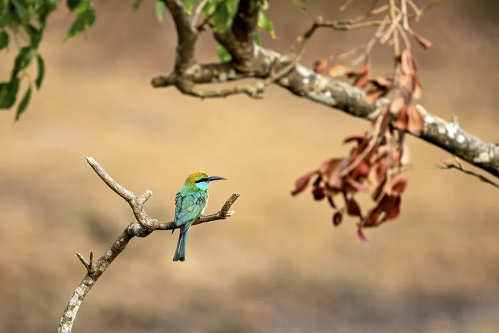 Framed Print : Green bird on a branch next to dry leaves with natural background