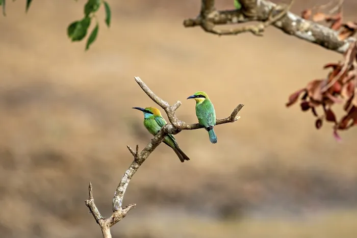 Framed Print : Two green birds sitting next to each other on a branch in a natural environment Framed Print : Two green birds sitting next to each other on a branch in a natural environment