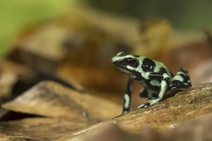 Framed Print : Green and black poison dart frog (Dendrobates auratus) on leaf