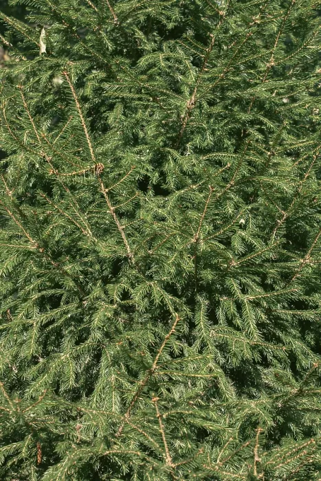Framed Print : Green branches of spruce, plant background Framed Print : Green branches of spruce, plant background