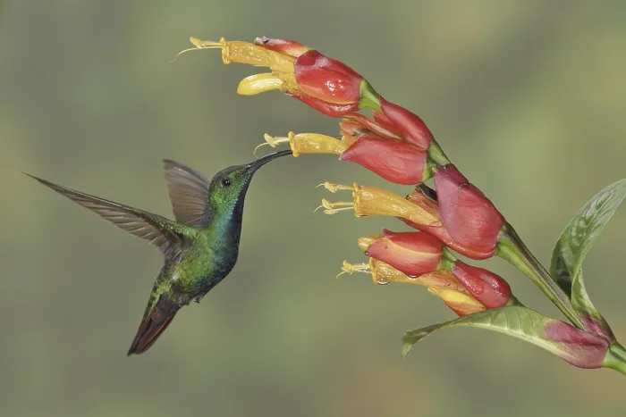Framed Print : Green-breasted Mango (Anthracothorax prevostii)