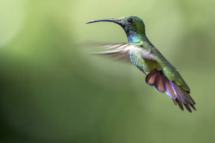 Framed Print : Green-breasted Mango (Anthracothorax prevostii) male flying