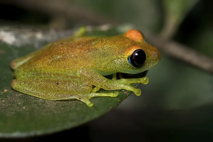 Framed Print : Green bright-eyed frog (Boophis viridis) from Andasibe