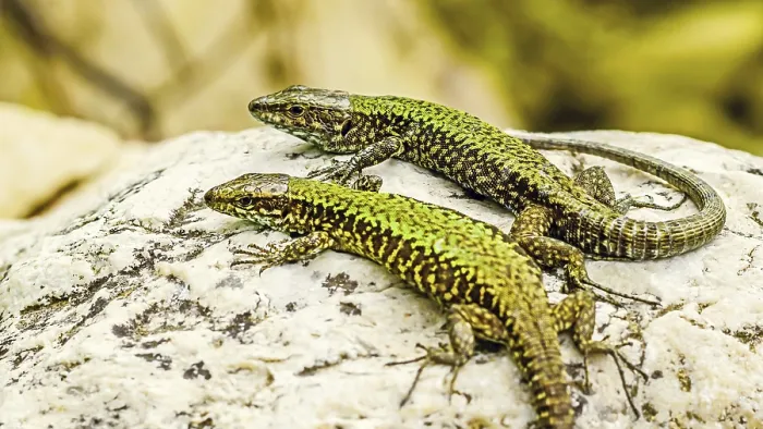 Framed Print : Two green and brown Podarcis Siculus lizards resting on a sunlit rock in the Italian Lazio region Framed Print : Two green and brown Podarcis Siculus lizards resting on a sunlit rock in the Italian Lazio region