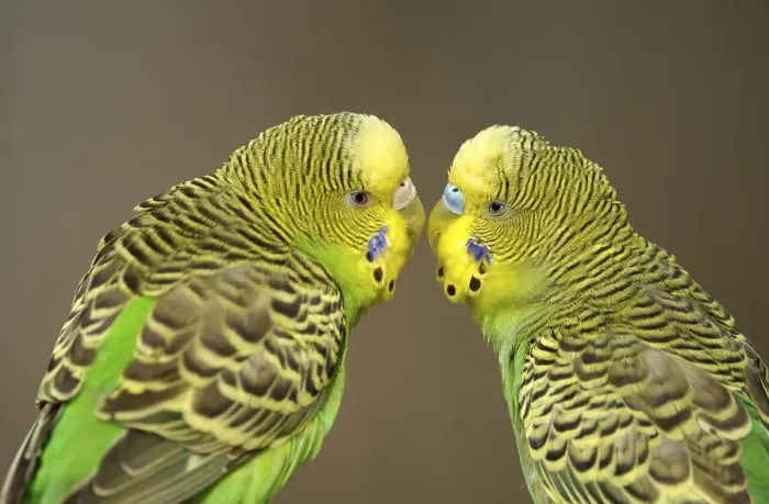 Framed Print : Green budgerigars (Melopsittacus undulatus)