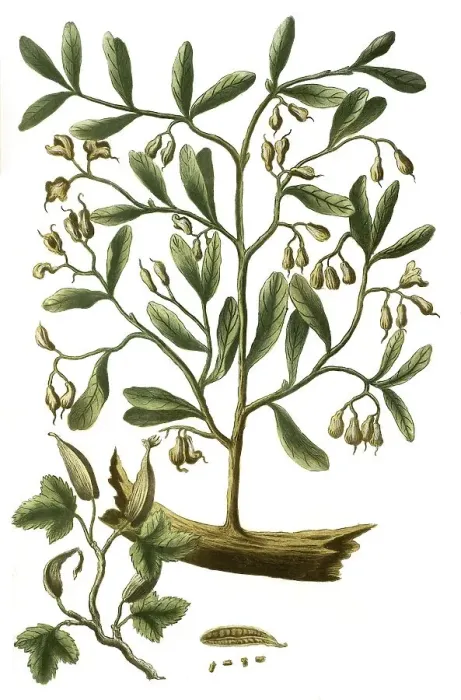 Framed Print : Green cardamom (Elettaria cardamomum)