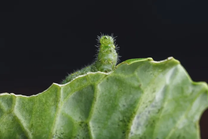 Framed Print : Green Caterpillar Crawling on a Cabbage Leaf