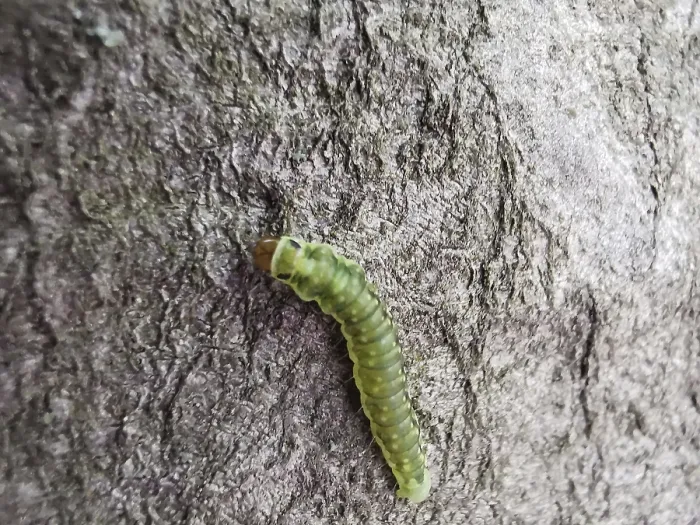 Framed Print : A green caterpillar (eruca) crawls over the rough surface of a tree bark
