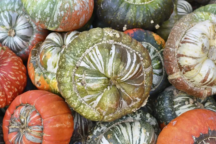 Framed Print : Green colored Turban squash with warts on skin on pile of colorful squashes