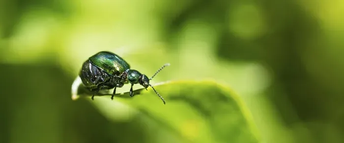 Framed Print : Green Dock Beetle (Gastrophysa viridula)