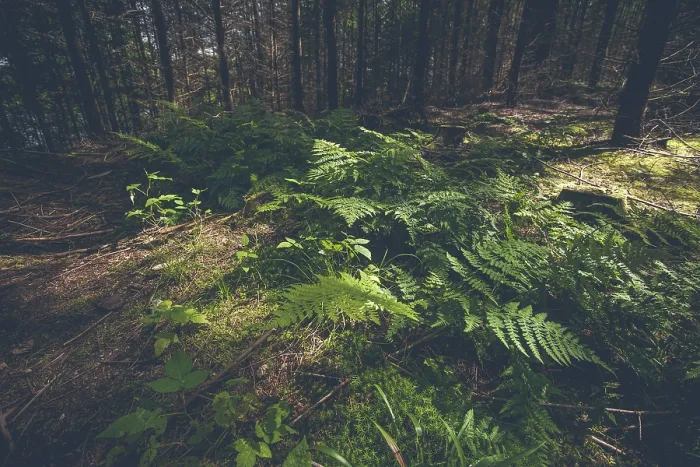 Framed Print : Green fern in a dark forest with pine trees Framed Print : Green fern in a dark forest with pine trees
