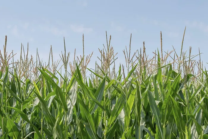 Framed Print : Green field of corn growing up in farmland
