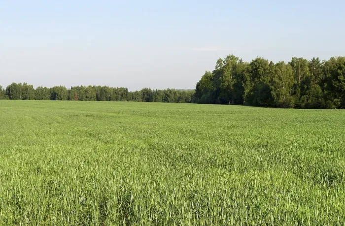 Framed Print : Green field at forest background, sunny summer day