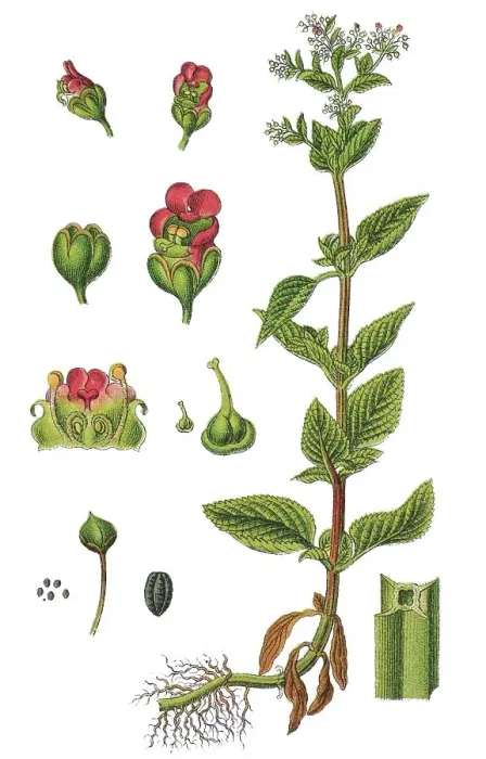 Framed Print : Green figwort or Water betony (Scrophularia umbrosa) Framed Print : Green figwort or Water betony (Scrophularia umbrosa)