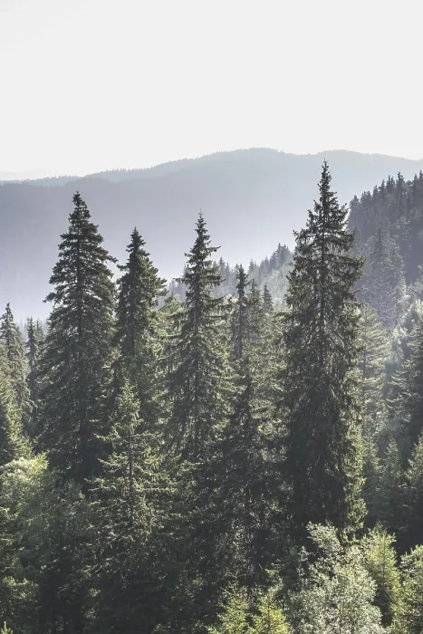 Framed Print : Green fir forest landscape