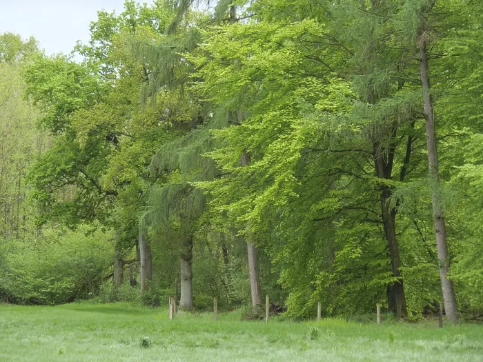 Framed Print : Green forest with dense, diverse trees and a peaceful atmosphere Framed Print : Green forest with dense, diverse trees and a peaceful atmosphere
