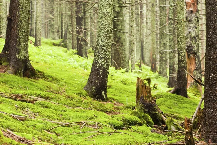 Framed Print : Green forest with old trees with lichen and moss Framed Print : Green forest with old trees with lichen and moss