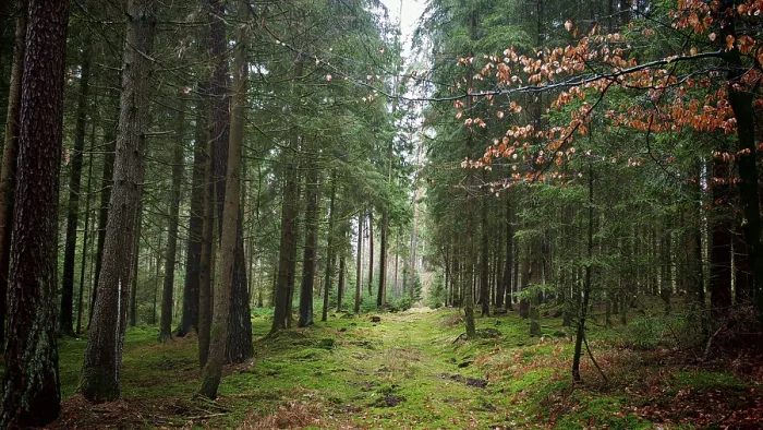 Framed Print : Green forest trail framed by tall trees Framed Print : Green forest trail framed by tall trees