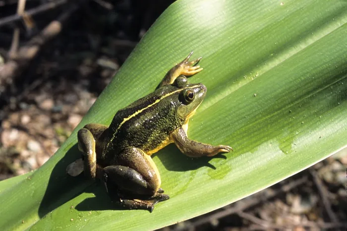 Framed Print : Green frog rana hexadactyla