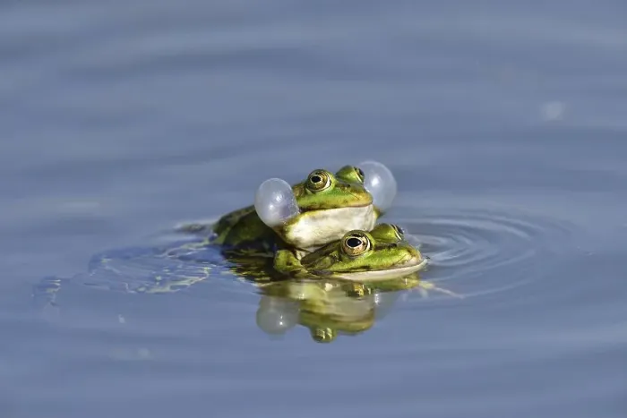 Framed Print : Green frogs (Pelophylax esculentus) calling during mating