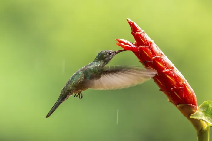 Framed Print : Green-fronted Brilliant Hummingbird (Heliodoxa jacula) Framed Print : Green-fronted Brilliant Hummingbird (Heliodoxa jacula)