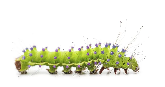 Framed Print : Green giant peacock moth caterpillar Framed Print : Green giant peacock moth caterpillar