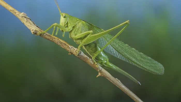 Framed Print : Green grasshopper sits on a branch against a blue sky and green vegetation Framed Print : Green grasshopper sits on a branch against a blue sky and green vegetation