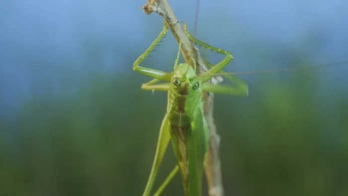 Framed Print : Green grasshopper sits on a branch against a blue sky and green vegetation