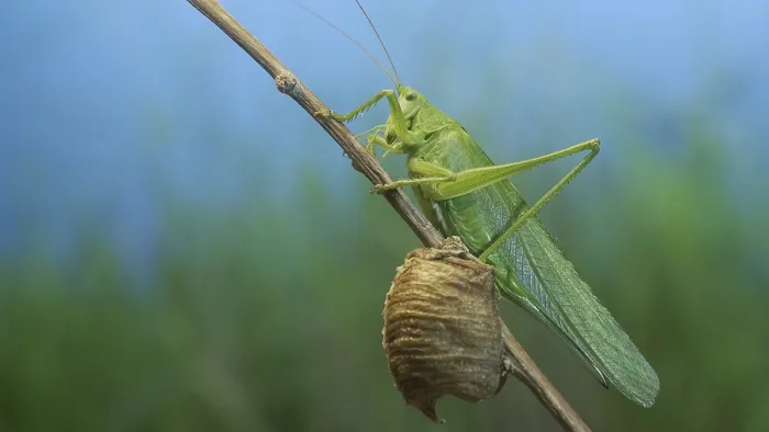 Framed Print : Green grasshopper sits on a branch against a blue sky and green vegetation Framed Print : Green grasshopper sits on a branch against a blue sky and green vegetation