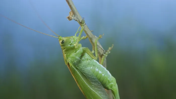 Framed Print : Green grasshopper sits on a branch against a blue sky and green vegetation