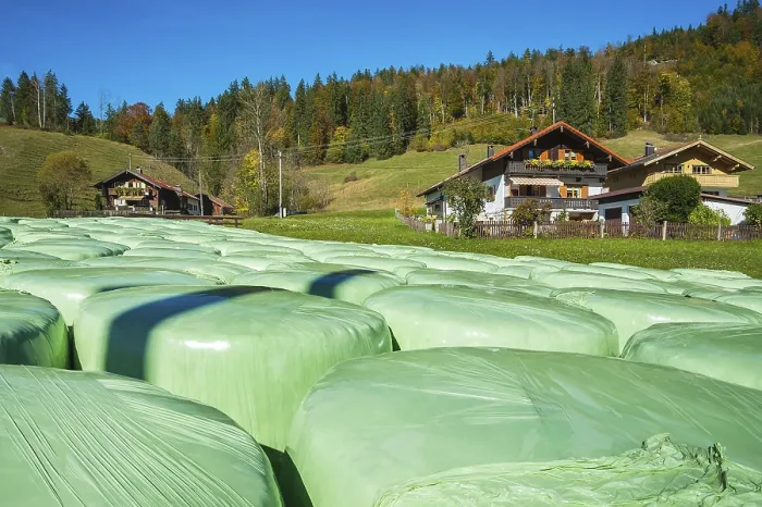 Framed Print : Green hay silage bales and mixed forest