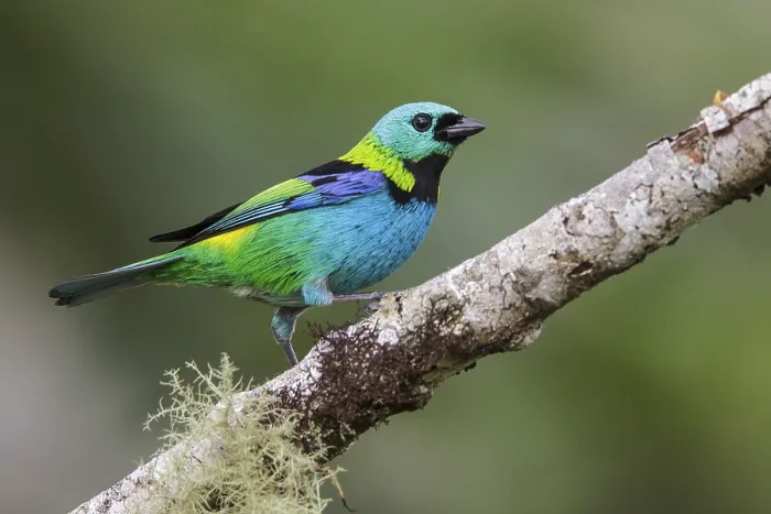Framed Print : Green-headed Tanager (Tangara seledon) perched on a branch in the Atlantic rainforest of southeast Brazil