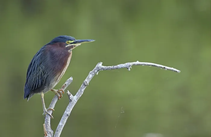 Framed Print : Green Heron (Butorides striatus)