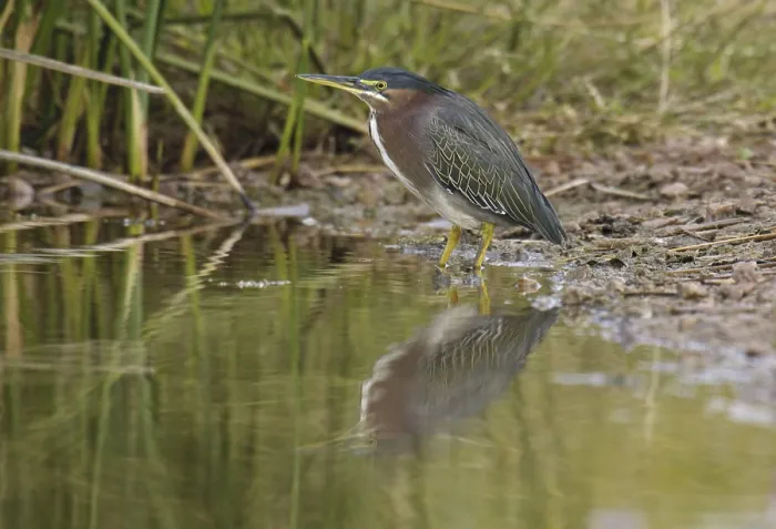 Framed Print : Green Heron (Butorides virescens) Framed Print : Green Heron (Butorides virescens)