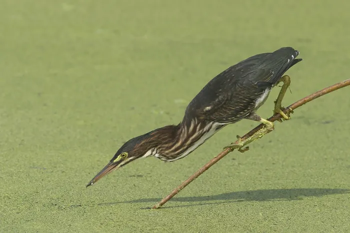 Framed Print : Green Heron (Butorides virescens)