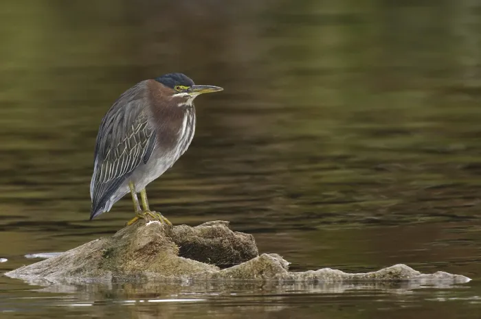 Framed Print : Green Heron (Butorides virescens)