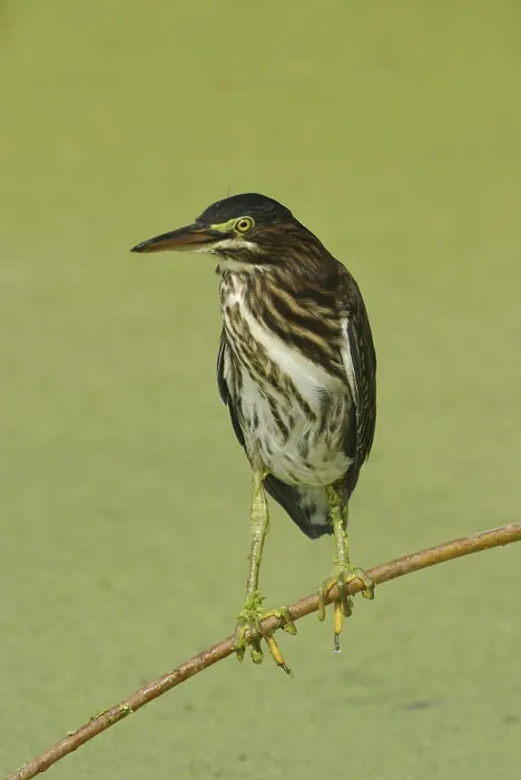 Framed Print : Green Heron (Butorides virescens) Framed Print : Green Heron (Butorides virescens)