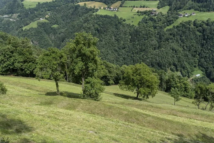 Framed Print : Green hillside meadow with individual trees and views of the valley Framed Print : Green hillside meadow with individual trees and views of the valley