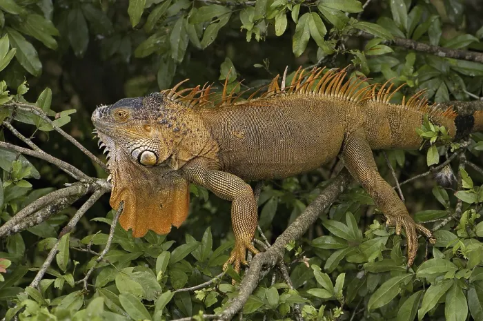 Framed Print : Green iguana (Iguana i. rhinolopha)