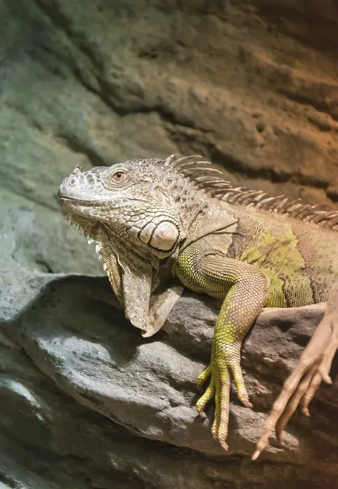 Framed Print : Green Iguana (Iguana iguana), captive